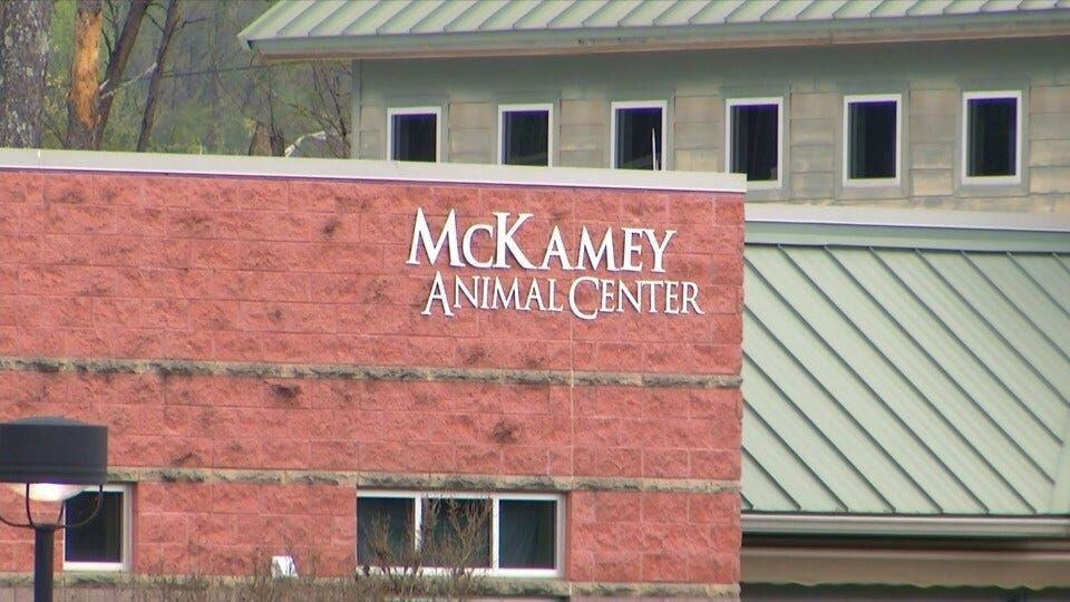 McKamey Animal Center sees consistently high numbers of rehomed animals